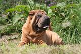 SHAR-PEI 857